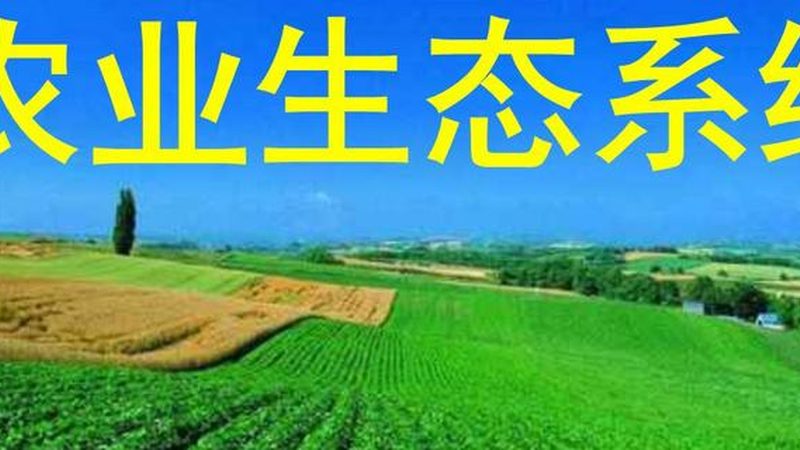 土壤修复不是施肥这么简单——茶园生态重建的底层逻辑