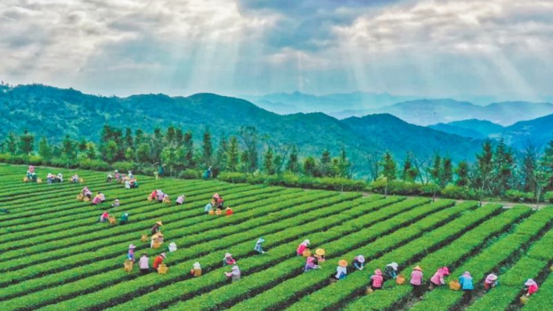 粮食种植技术培训报名全攻略：从入门到精通