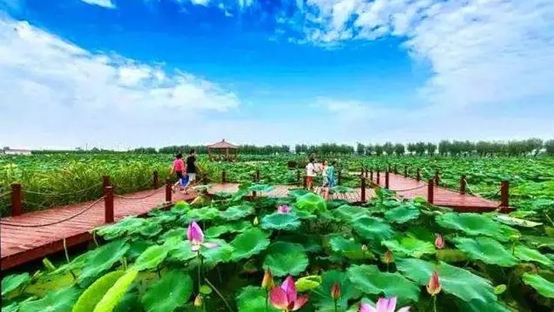 农业种植加盟技术培训：如何提升种植效益与合规性**