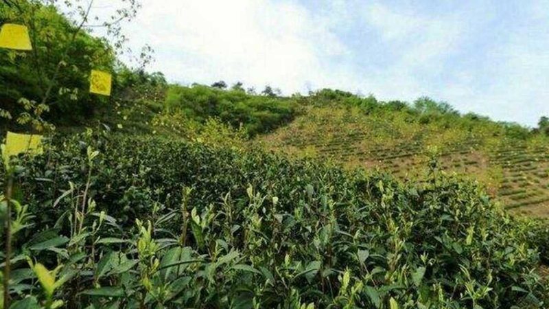 智能温室大棚：农业现代化的关键设施
