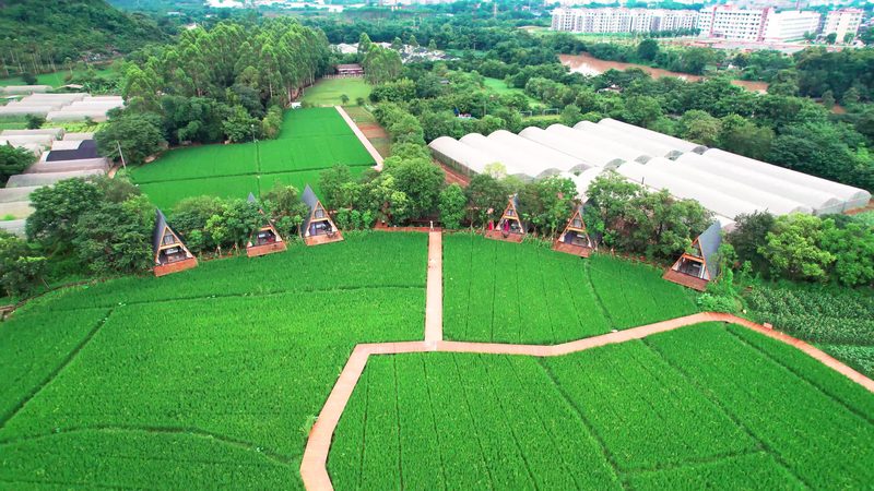 2025年有机蔬菜价格走势：趋势与影响因素分析