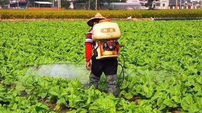 有机蔬菜认证：如何辨别真伪与价值**