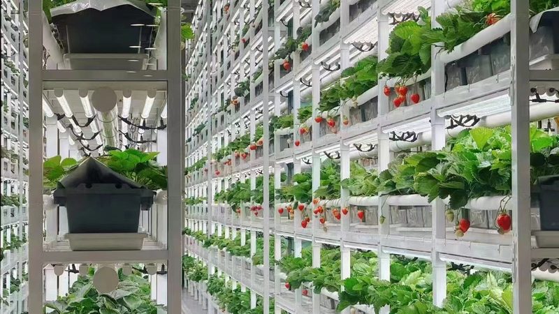 绿色食品和有机食品区别在哪